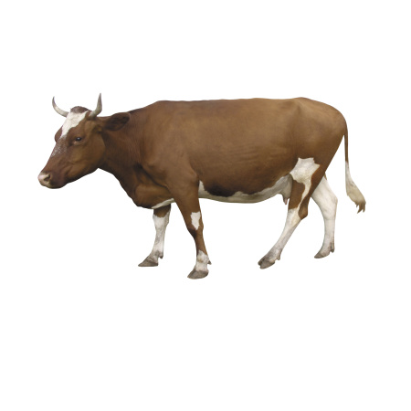 Домашние животные_2