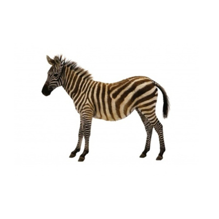 ДИКИЕ ЖИВОТНЫЕ_4