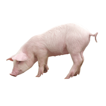 Домашние животные_3