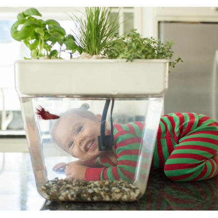 акваферма (4)