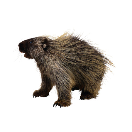 ДИКИЕ ЖИВОТНЫЕ_3