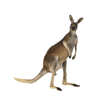 ДИКИЕ ЖИВОТНЫЕ_2